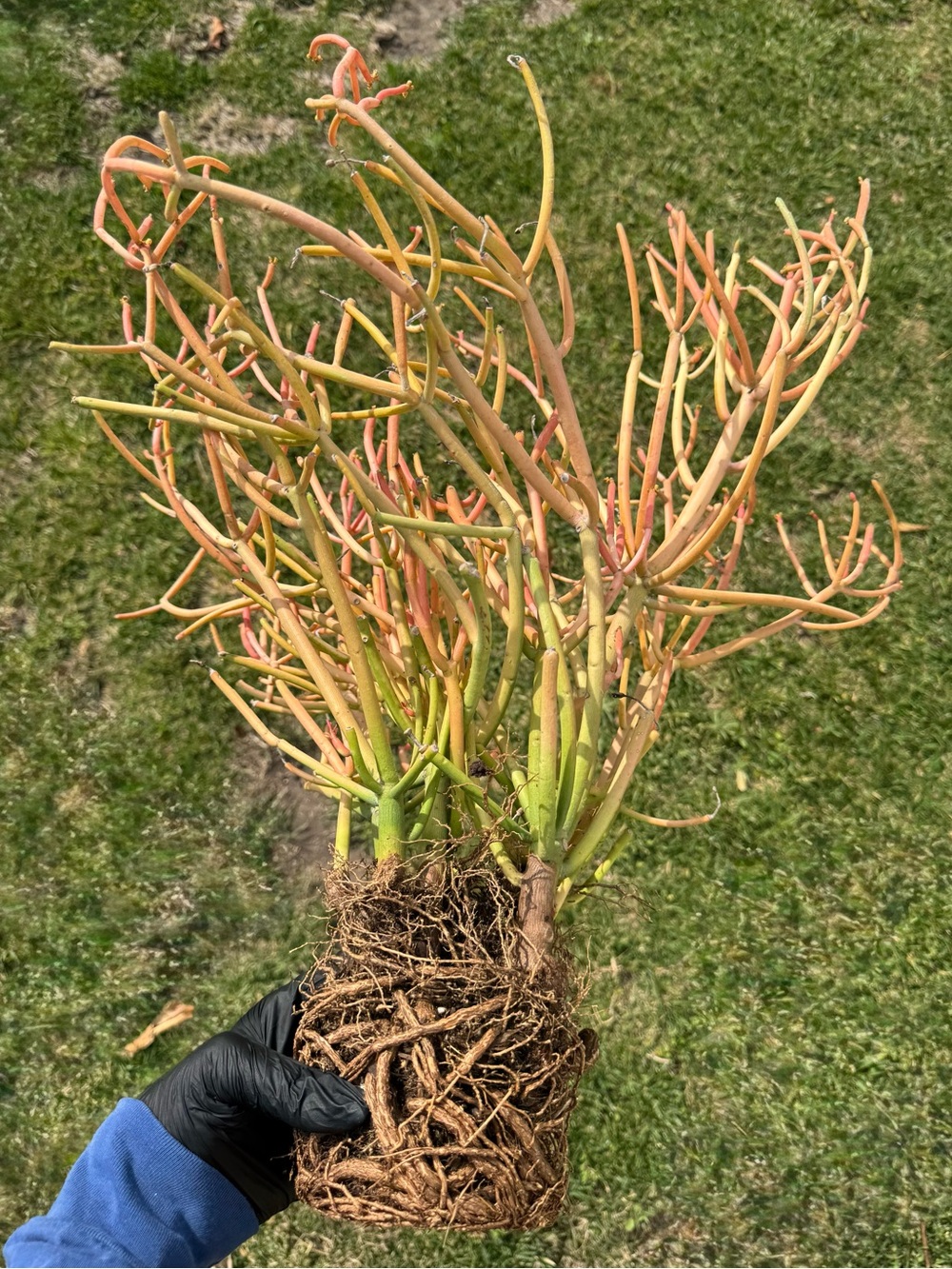 Large Rooted Euphorbia tirucalli ‘Sticks on Fire’ / Pencil Cactus